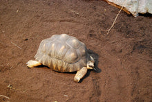 Carica l'immagine nel visualizzatore di Gallery, Sustrato PREMIUM para tortugas de tierra mezcla