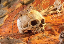 Carica l'immagine nel visualizzatore di Gallery, Cráneo de Primate
