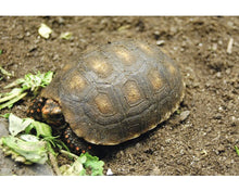 Carica l'immagine nel visualizzatore di Gallery, Sustrato PREMIUM para tortugas de tierra mezcla