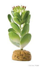 Carica l'immagine nel visualizzatore di Gallery, Cactus Jade - Planta desértica Exo Terra