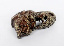 Carica l'immagine nel visualizzatore di Gallery, Cráneo de T-REX NANO