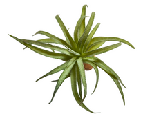 Carica l'immagine nel visualizzatore di Gallery, Planta Tillandsia de decoración para terrarios - ReptilHábitat