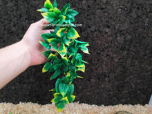 Carica l'immagine nel visualizzatore di Gallery, Plantas - Varios tipos y tamaños (6748943024327)