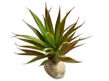 Carica l'immagine nel visualizzatore di Gallery, Planta Ananas de decoración para terrarios - ReptilHábitat