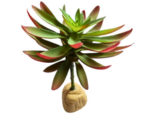 Carica l'immagine nel visualizzatore di Gallery, Planta Capitella de decoración para terrarios - ReptilHábitat