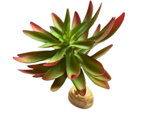 Carica l'immagine nel visualizzatore di Gallery, Planta Capitella de decoración para terrarios - ReptilHábitat