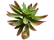 Carica l'immagine nel visualizzatore di Gallery, Planta Capitella de decoración para terrarios - ReptilHábitat