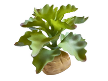 Carica l'immagine nel visualizzatore di Gallery, Planta Kalanchoe de decoración para terrarios - ReptilHábitat