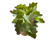 Carica l'immagine nel visualizzatore di Gallery, Planta Kalanchoe de decoración para terrarios - ReptilHábitat