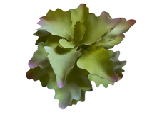 Carica l'immagine nel visualizzatore di Gallery, Planta Kalanchoe de decoración para terrarios - ReptilHábitat