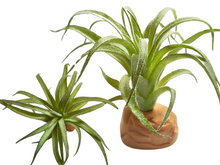 Carica l'immagine nel visualizzatore di Gallery, Planta Tillandsia de decoración para terrarios - ReptilHábitat
