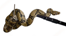 Carica l'immagine nel visualizzatore di Gallery, Manipulador de serpiente - ReptilHábitat