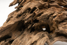 Carica l'immagine nel visualizzatore di Gallery, Tronco Dragon