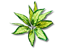 Carica l'immagine nel visualizzatore di Gallery, Planta Aglaonema de decoración para terrarios - ReptilHábitat
