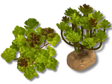 Carica l'immagine nel visualizzatore di Gallery, Planta Sedum de decoración para terrarios - ReptilHábitat