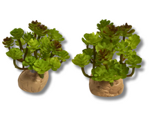 Carica l'immagine nel visualizzatore di Gallery, Planta Sedum de decoración para terrarios - ReptilHábitat