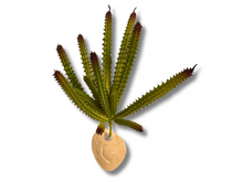 Carica l'immagine nel visualizzatore di Gallery, Planta Huernia de decoración para terrarios - ReptilHábitat
