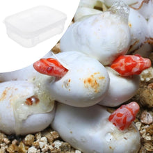 Carica l'immagine nel visualizzatore di Gallery, BOX de incubación - ReptilHábitat
