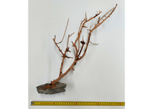 Carica l'immagine nel visualizzatore di Gallery, Árbol natural con base de piedra

