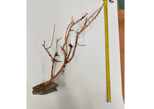 Carica l'immagine nel visualizzatore di Gallery, Árbol natural con base de piedra
