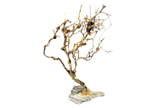 Carica l'immagine nel visualizzatore di Gallery, Árbol natural con base de piedra
