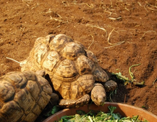 Carica l'immagine nel visualizzatore di Gallery, Sustrato PREMIUM para tortugas de tierra mezcla
