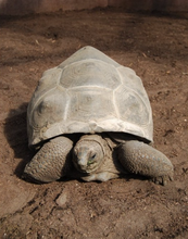 Carica l'immagine nel visualizzatore di Gallery, Sustrato PREMIUM para tortugas de tierra mezcla
