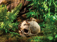 Carica l'immagine nel visualizzatore di Gallery, Cráneo de Primate

