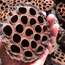 Carica l'immagine nel visualizzatore di Gallery, Vainas de Loto
