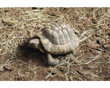Carica l'immagine nel visualizzatore di Gallery, Sustrato PREMIUM para tortugas de tierra mezcla
