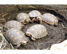 Carica l'immagine nel visualizzatore di Gallery, Sustrato PREMIUM para tortugas de tierra mezcla
