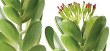 Carica l'immagine nel visualizzatore di Gallery, Cactus Jade - Planta desértica Exo Terra
