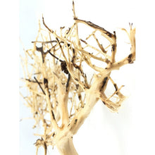 Carica l'immagine nel visualizzatore di Gallery, Rama arbol
