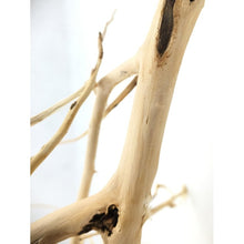 Carica l'immagine nel visualizzatore di Gallery, Rama arbol
