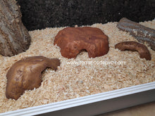 Carica l'immagine nel visualizzatore di Gallery, CUEVA REPTILE CAVE EXO TERRA (6748939845831)
