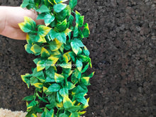 Carica l'immagine nel visualizzatore di Gallery, Plantas - Varios tipos y tamaños (6748943024327)
