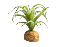 Carica l'immagine nel visualizzatore di Gallery, Planta Tillandsia de decoración para terrarios - ReptilHábitat
