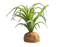 Carica l'immagine nel visualizzatore di Gallery, Planta Tillandsia de decoración para terrarios - ReptilHábitat
