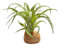 Carica l'immagine nel visualizzatore di Gallery, Planta Tillandsia de decoración para terrarios - ReptilHábitat
