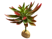 Carica l'immagine nel visualizzatore di Gallery, Planta Capitella de decoración para terrarios - ReptilHábitat
