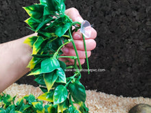 Carica l'immagine nel visualizzatore di Gallery, Plantas - Varios tipos y tamaños (6748943024327)
