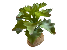 Carica l'immagine nel visualizzatore di Gallery, Planta Kalanchoe de decoración para terrarios - ReptilHábitat
