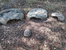 Carica l'immagine nel visualizzatore di Gallery, Cueva para reptiles
