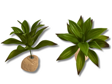 Carica l'immagine nel visualizzatore di Gallery, Planta Lilium de decoración para terrarios - ReptilHábitat
