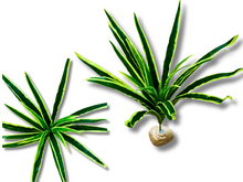 Carica l'immagine nel visualizzatore di Gallery, Planta Cinta de decoración para terrarios - ReptilHábitat
