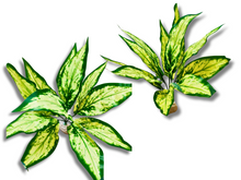 Carica l'immagine nel visualizzatore di Gallery, Planta Aglaonema de decoración para terrarios - ReptilHábitat
