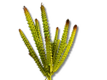 Carica l'immagine nel visualizzatore di Gallery, Planta Huernia de decoración para terrarios - ReptilHábitat
