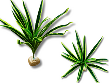 Carica l'immagine nel visualizzatore di Gallery, Planta Cinta de decoración para terrarios - ReptilHábitat

