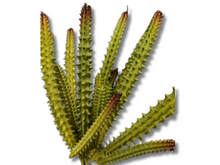 Carica l'immagine nel visualizzatore di Gallery, Planta Huernia de decoración para terrarios - ReptilHábitat
