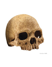 Carica l'immagine nel visualizzatore di Gallery, Cráneo de Primate Exo-Terra
